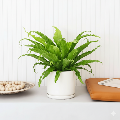 Asplenium Nidus or Bird's Nest Fern 50 - 60cm spread - Greensouq - 