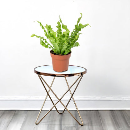Asplenium Nidus or Bird's Nest Fern 50 - 60cm spread - Greensouq - 