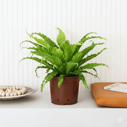 Asplenium Nidus or Bird's Nest Fern 50 - 60cm spread - Greensouq - 