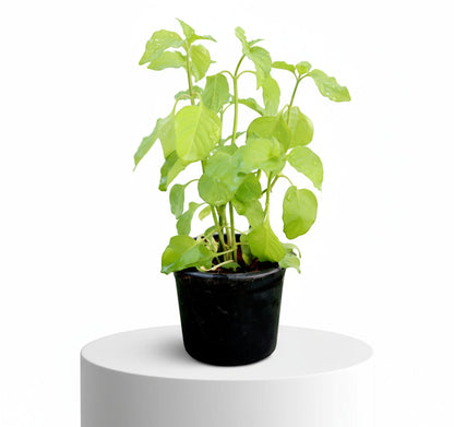 Asystasia Gangetica Green "Chinese Violet plant" 10 - 15cm - Greensouq -