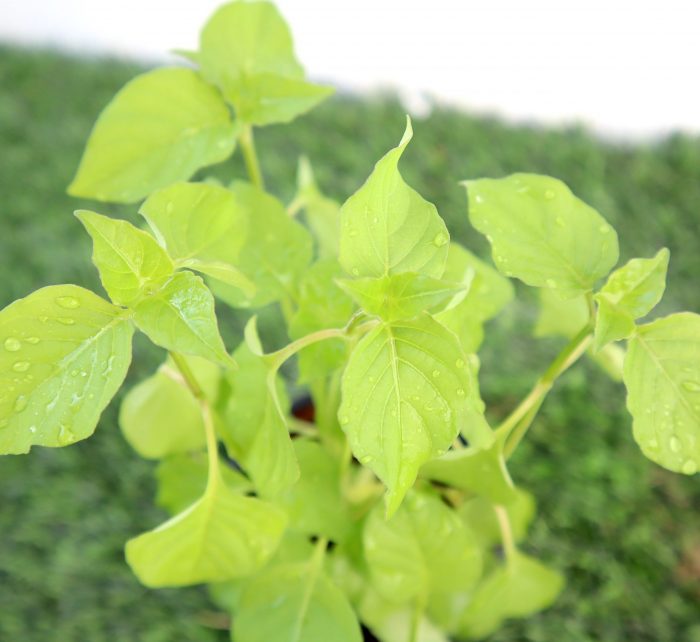 Asystasia Gangetica Green Chinese Violet Hanging - Greensouq -