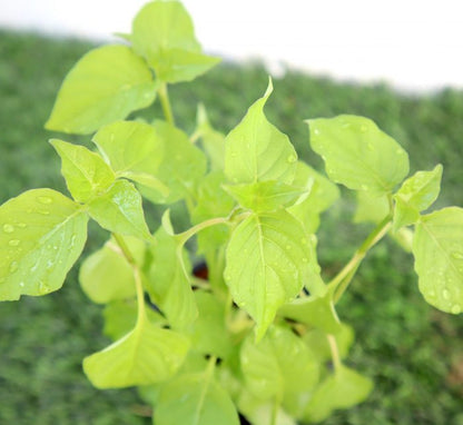 Asystasia Gangetica Green Chinese Violet Hanging - Greensouq -