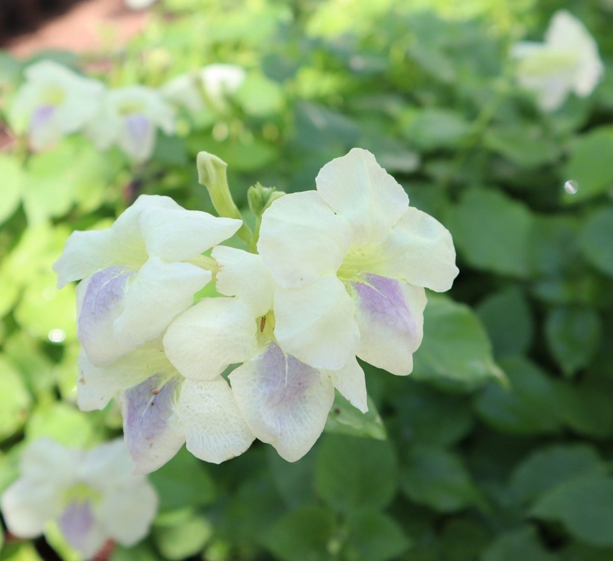 Asystasia Gangetica Green Chinese Violet Hanging - Greensouq -