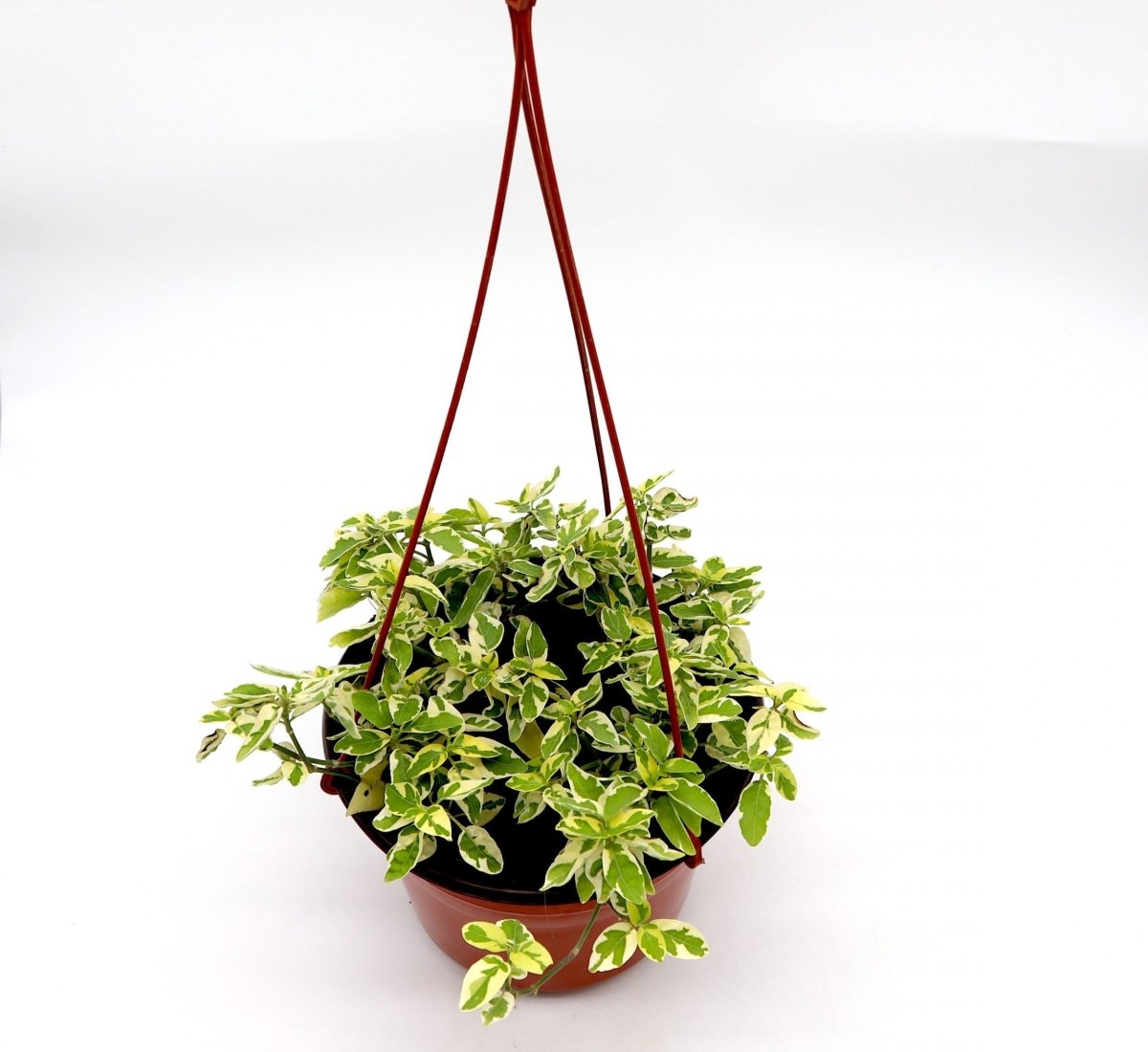 Asystasia gangetica Hanging "Chinese Violet" - Greensouq - 