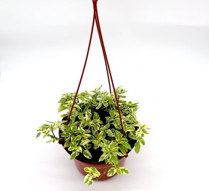 Asystasia gangetica Hanging "Chinese Violet" - Greensouq - 