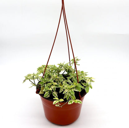 Asystasia gangetica Hanging "Chinese Violet" - Greensouq - 