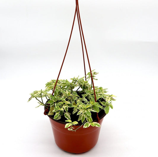 Asystasia gangetica Hanging "Chinese Violet" - Greensouq - 