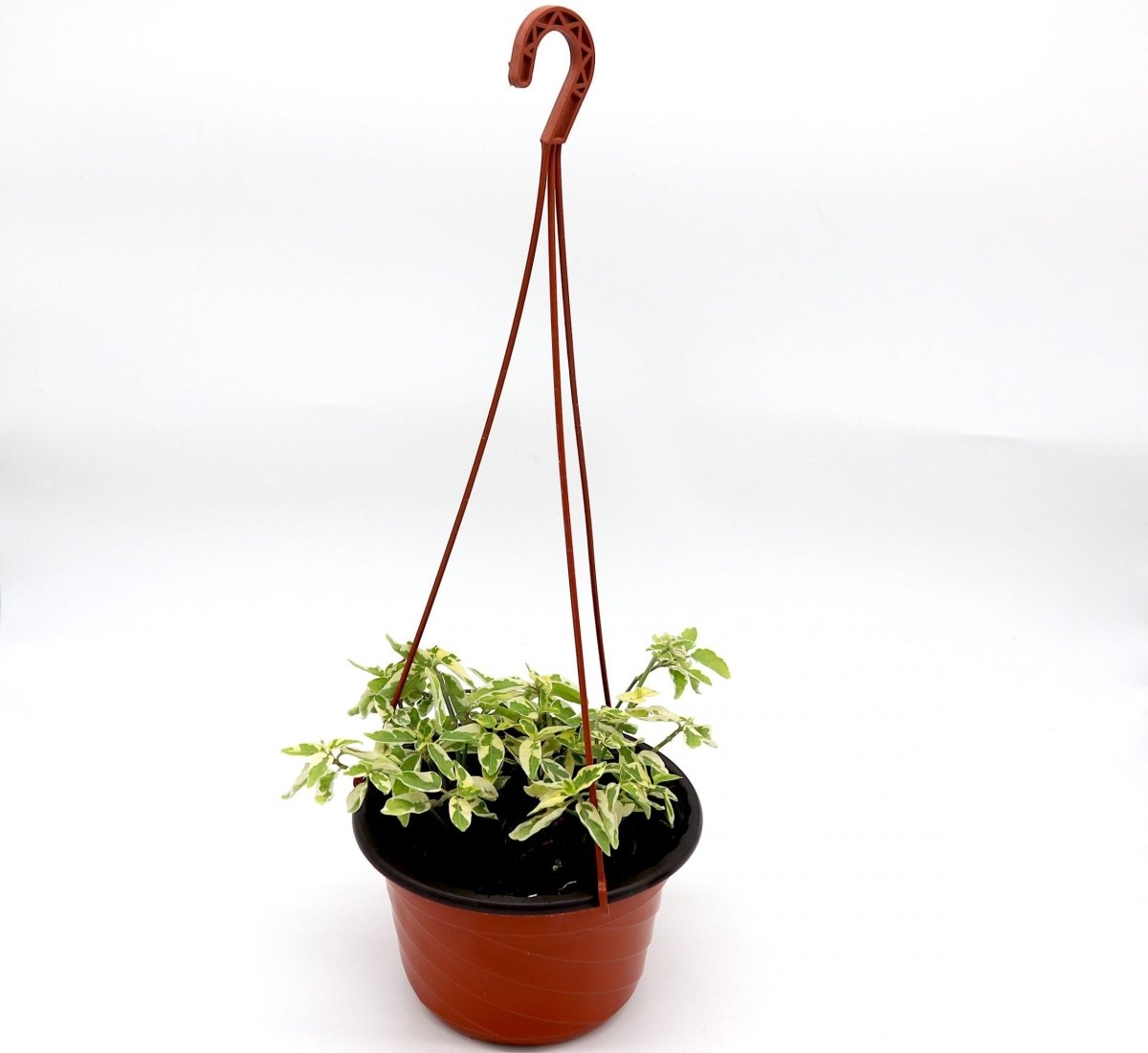 Asystasia gangetica Hanging "Chinese Violet" - Greensouq - 