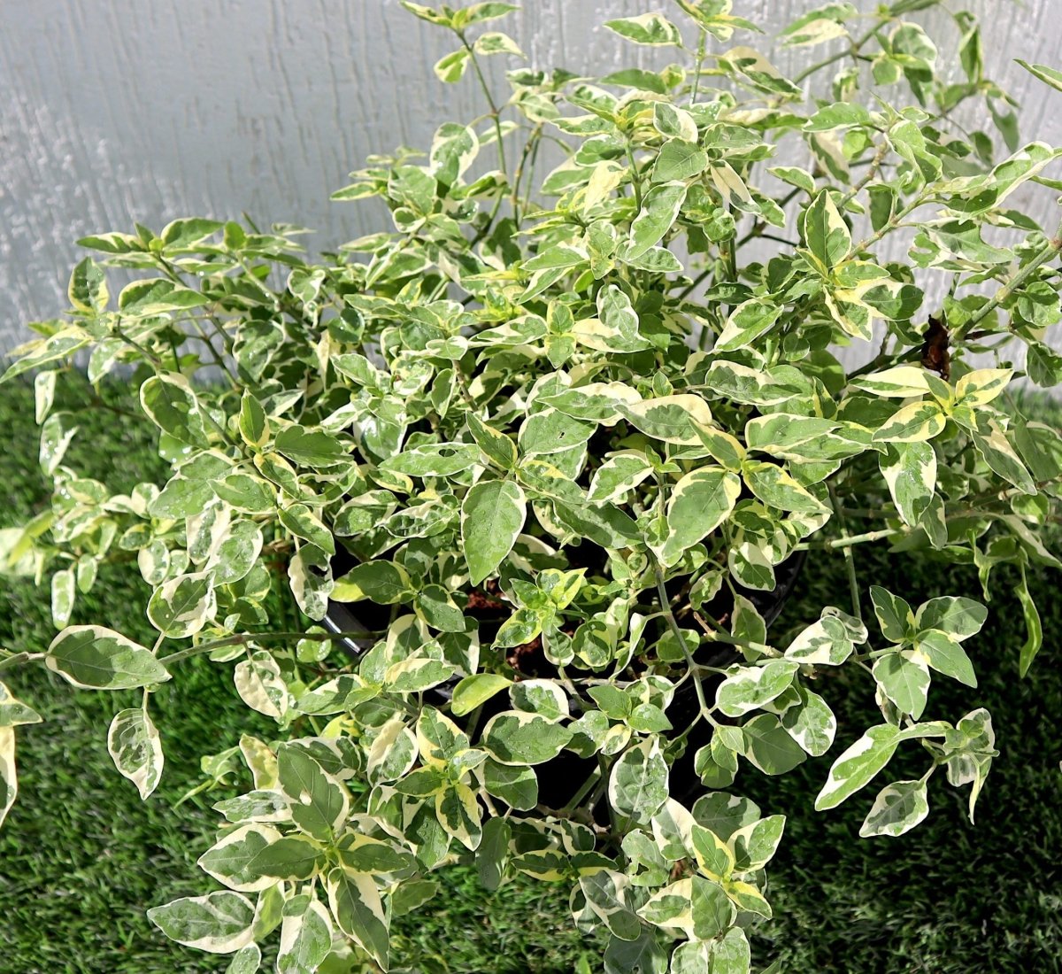 Variegated Chinese Violet | Asystasia Gangetica Variegata "Chinese Violet" 6ltr pot - Greensouq -