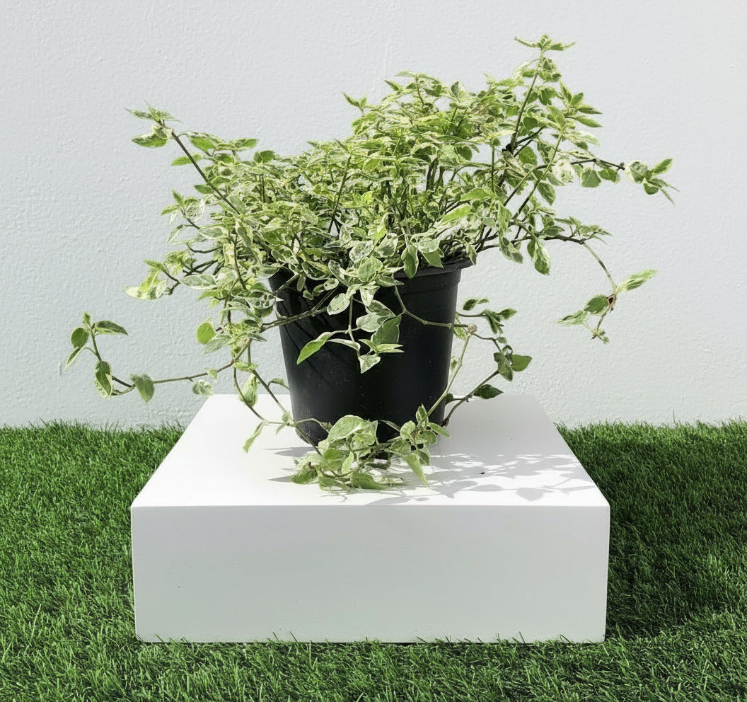 Variegated Chinese Violet | Asystasia Gangetica Variegata "Chinese Violet" 6ltr pot - Greensouq -