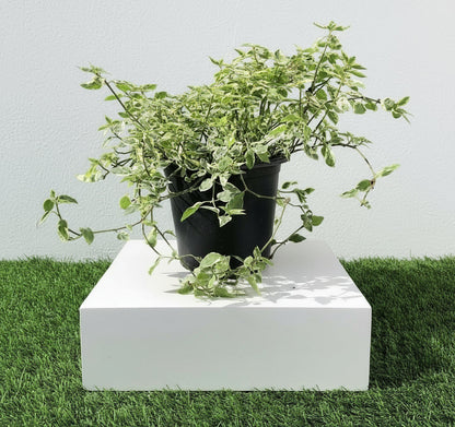 Variegated Chinese Violet | Asystasia Gangetica Variegata "Chinese Violet" 6ltr pot - Greensouq -