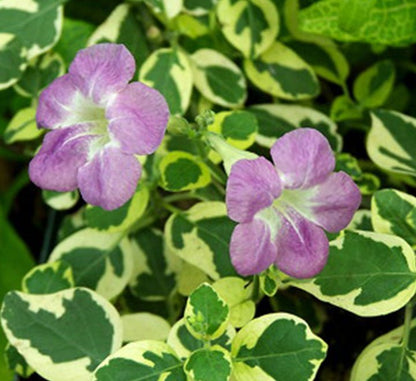 Asystasia Gangetica Variegata"Chinese Violet" 10 - 15cm - Greensouq - 
