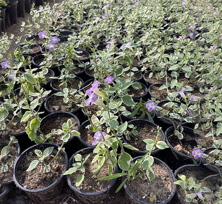 Asystasia Gangetica Variegata"Chinese Violet" 10 - 15cm - Greensouq - 