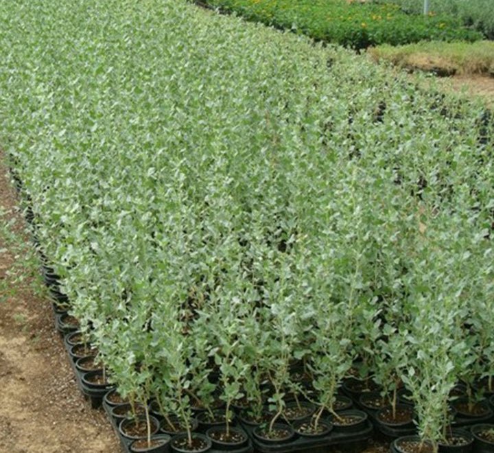 Atriplex Halimus Or Salt Bush - Greensouq - 