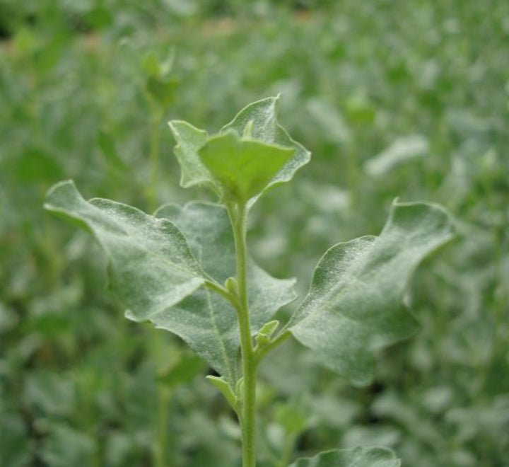 Atriplex Halimus Or Salt Bush - Greensouq - 