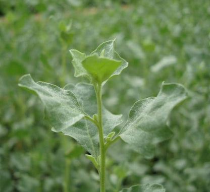 Atriplex Halimus Or Salt Bush - Greensouq - 