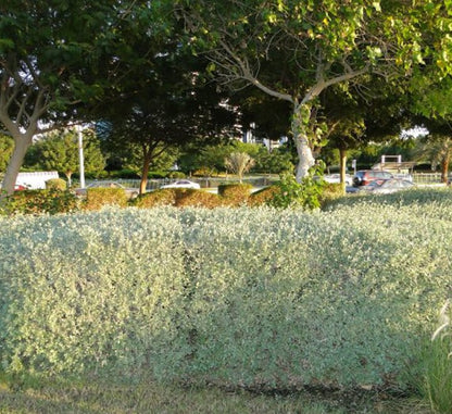 Atriplex Halimus Or Salt Bush - Greensouq - 