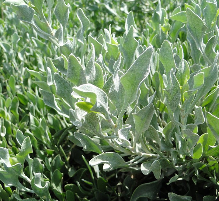 Atriplex Semibaccata or Salt Bush - Greensouq - 