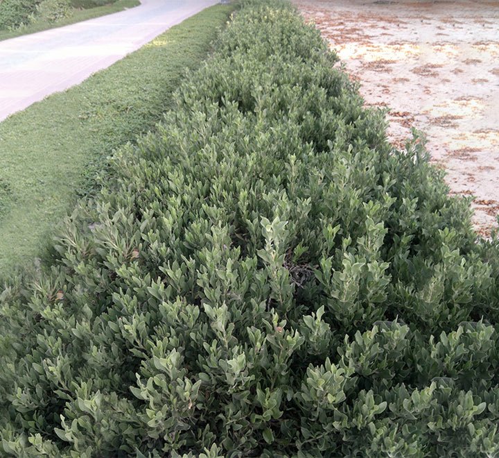 Atriplex Semibaccata or Salt Bush - Greensouq - 