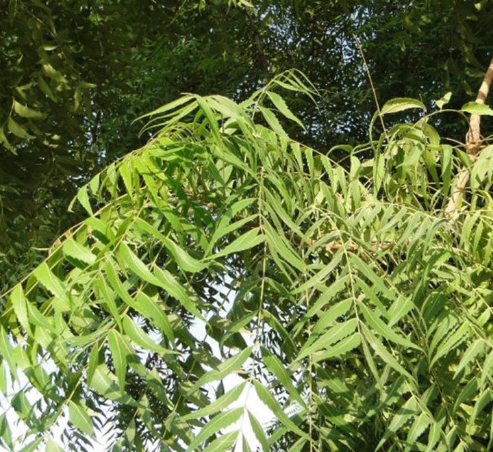 Azadirachta indica "Neem Tree" - Greensouq - 