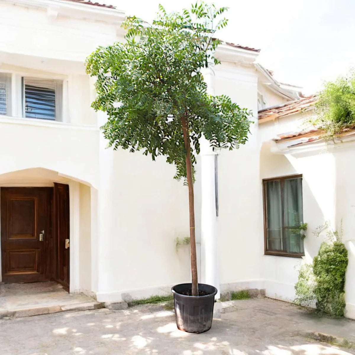 Azadirachta indica "Neem Tree" - Greensouq - 