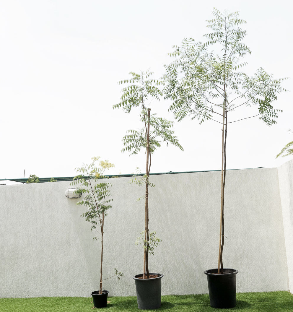 Azadirachta indica "Neem Tree" - Greensouq - 
