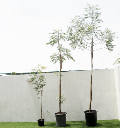 Azadirachta indica "Neem Tree" - Greensouq - 