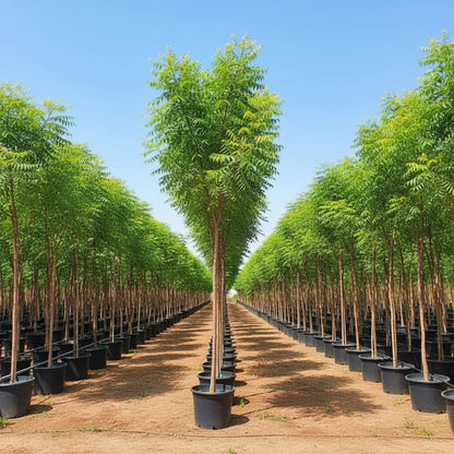 Azadirachta indica "Neem Tree" - Greensouq - 