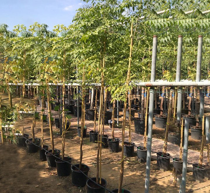 Azadirachta indica "Neem Tree" - Greensouq - 