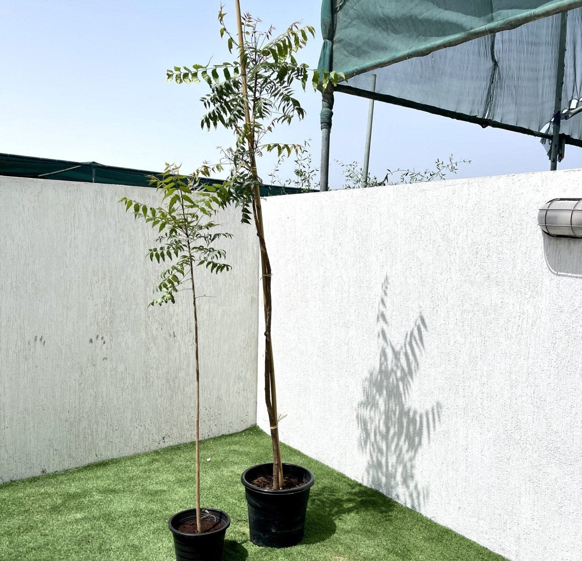 Azadirachta indica "Neem Tree" - Greensouq - 