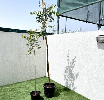 Azadirachta indica "Neem Tree" - Greensouq - 