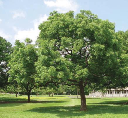 Azadirachta indica "Neem Tree" - Greensouq - 