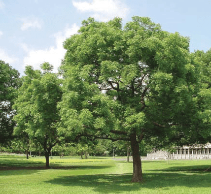 Azadirachta indica "Neem Tree" - Greensouq - 