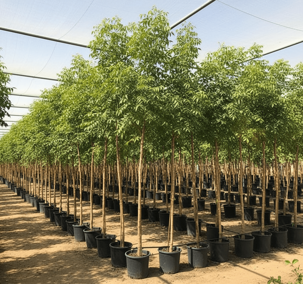 Azadirachta indica "Neem Tree" - Greensouq - 