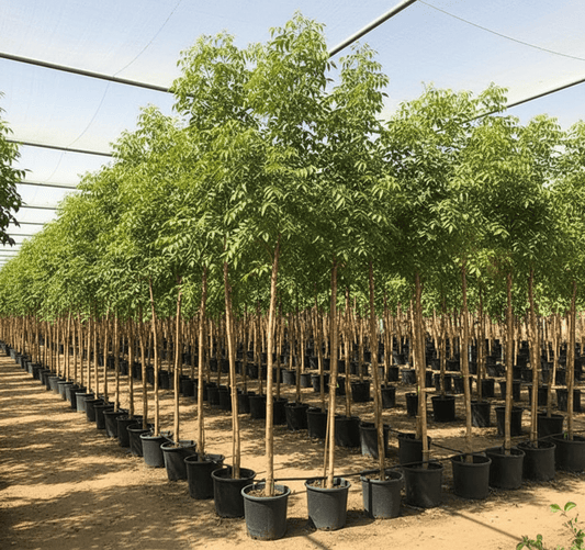 Azadirachta indica "Neem Tree" - Greensouq - 