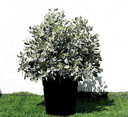 Silver Ball Conocarpus - Greensouq -