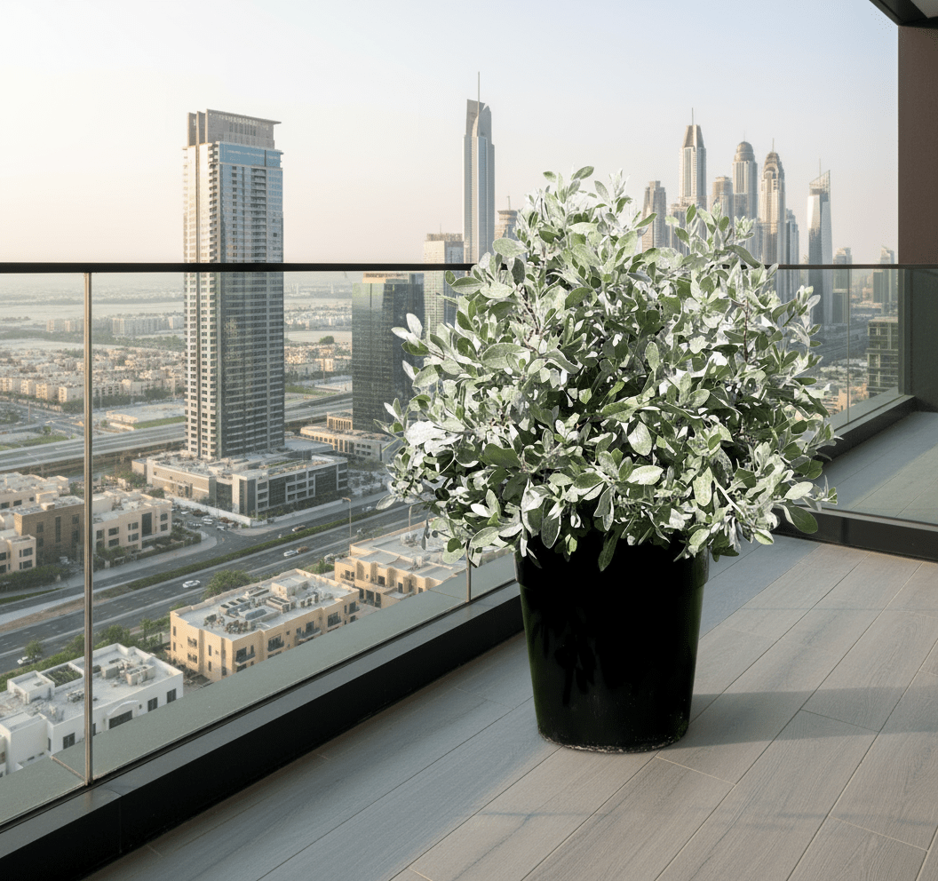 Silver Ball Conocarpus - Greensouq -