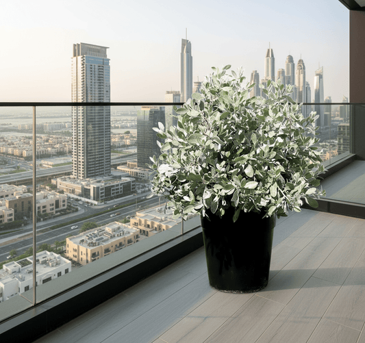 Silver Ball Conocarpus - Greensouq -