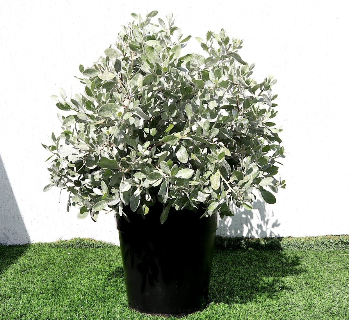 Silver Ball Conocarpus - Greensouq -