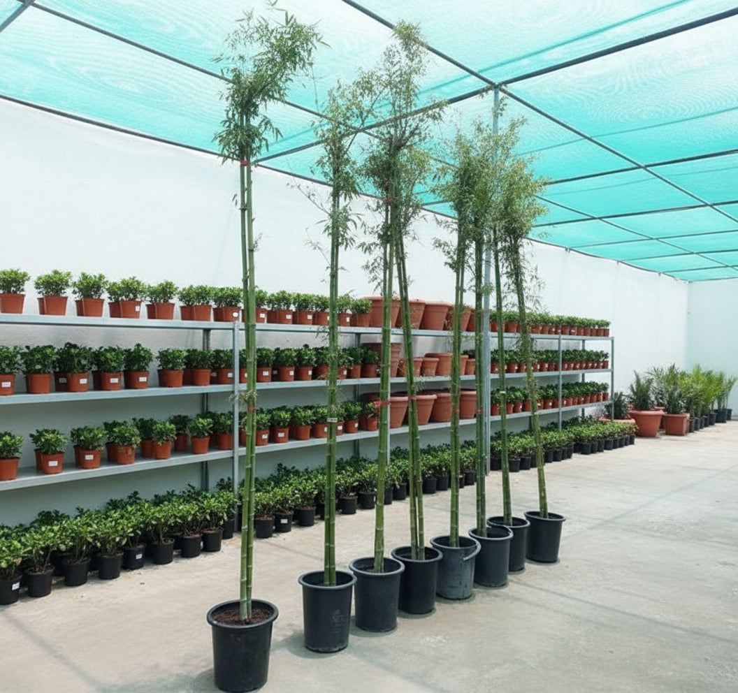 Bambus Green or Tropical Bamboo 2.5 - 3.0M - Greensouq - 