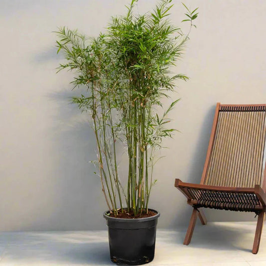 Bambusa Multiplex "Chinese Dwarf Bamboo" 1.2 - 1.5m overall height - Greensouq - 