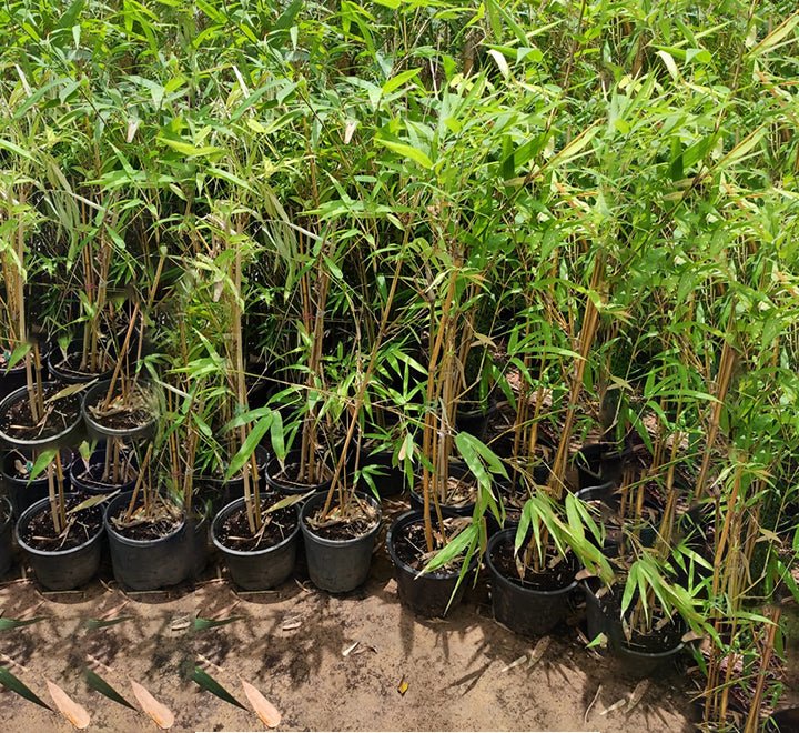 Bambusa Vulgaris or Common Bamboo - Greensouq - 