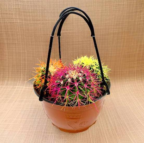 Hanging Ball Cactus / Barrel Cactus 80 - 90mm dia | Hanging Yellow, Pink, Orange Ball Cactus | 3 in One - Greensouq -