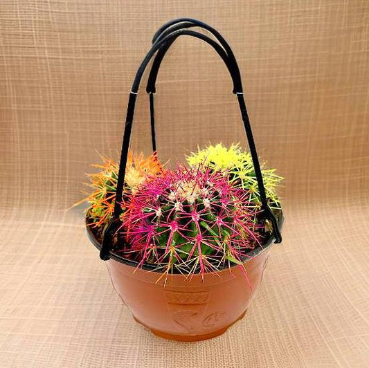 Hanging Ball Cactus / Barrel Cactus 80 - 90mm dia | Hanging Yellow, Pink, Orange Ball Cactus | 3 in One - Greensouq -