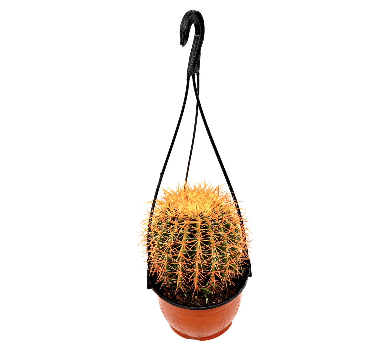 Barrel Cactus | Hanging Coloured Ball Cactus | Ferocactus 150 - 170mm dia - Greensouq - 