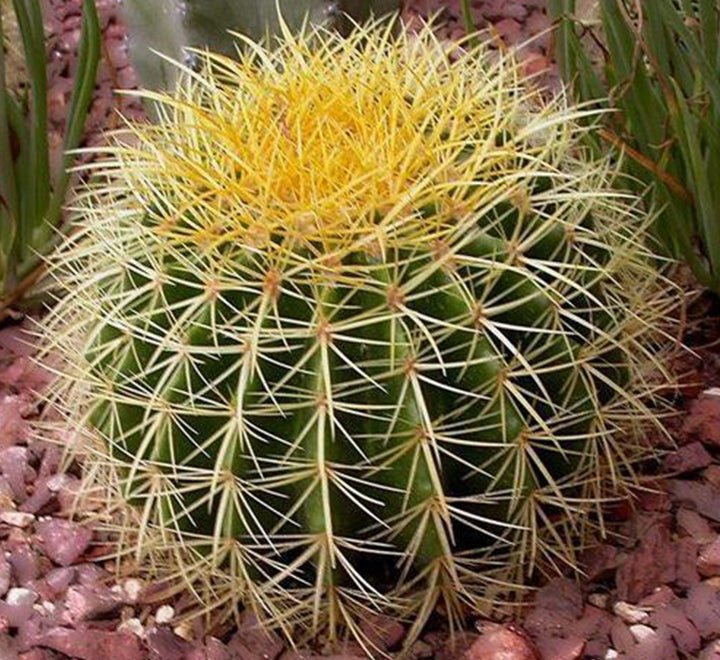 Barrel Cactus | Hanging Coloured Ball Cactus | Ferocactus 150 - 170mm dia - Greensouq - 