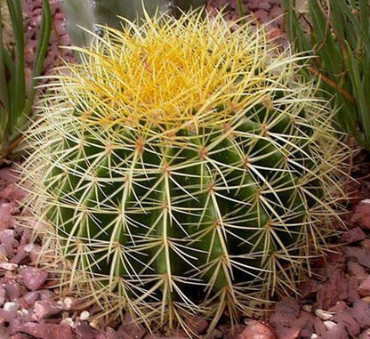 Barrel or Ball Cactus - Greensouq - 