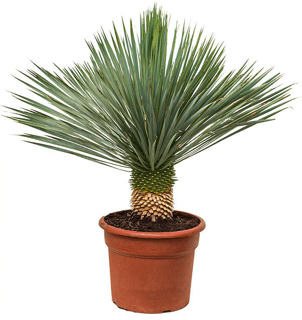 Rostrata Yucca Beaked Yucca blue beauty - Greensouq -