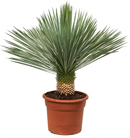 Rostrata Yucca Beaked Yucca blue beauty - Greensouq -