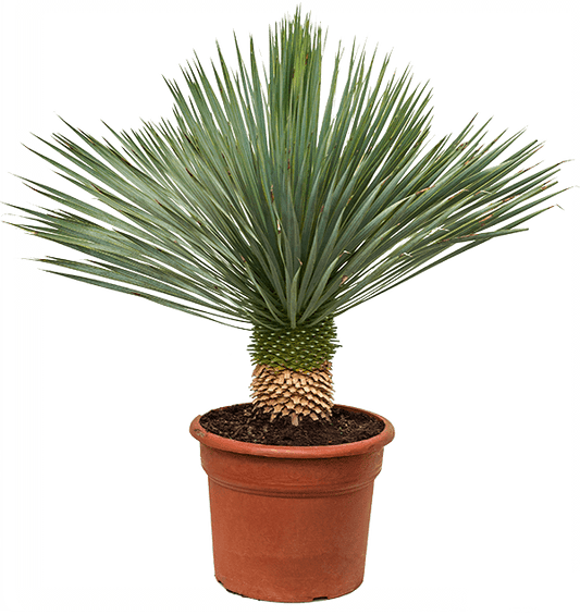 Rostrata Yucca Beaked Yucca blue beauty - Greensouq -